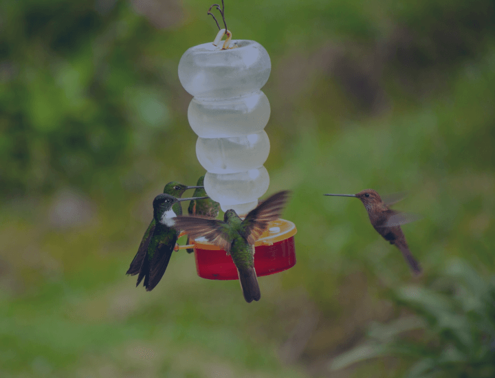 Adaptation de la biodiversité